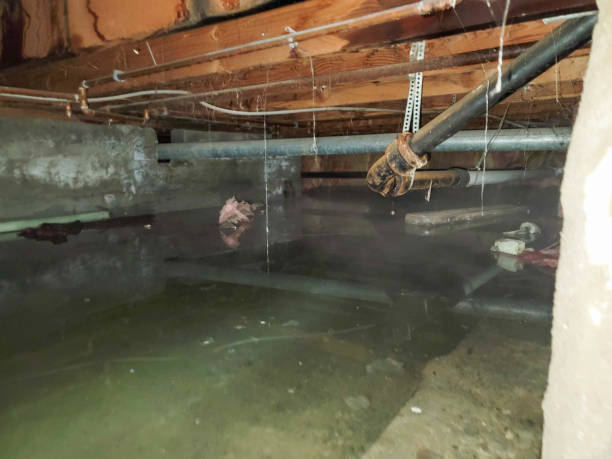 Best Mold removal after water damage  in East Milton, FL